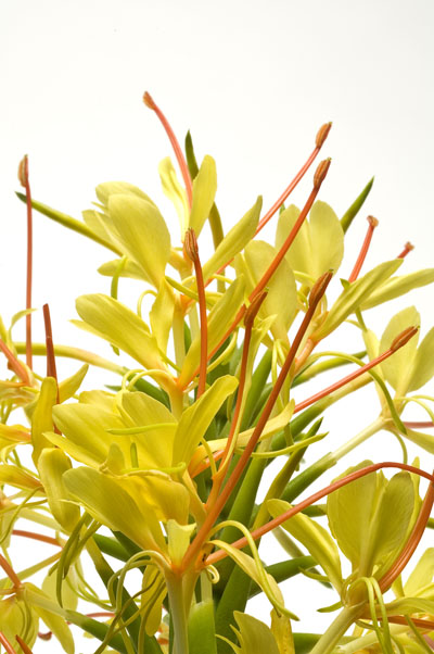 Indena targets digestive health at Vitafoods