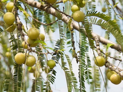 Indian gooseberry boosts heart health, study says