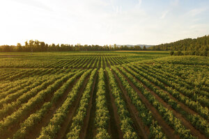 Ingredia partners with French agri-food cluster