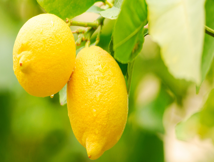 Ingredients by Nature promotes eriocitrin research