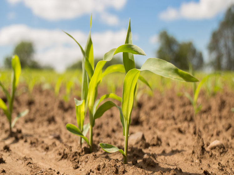 Ingredion launches organic instant functional native starch in Europe