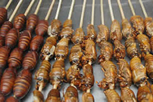 Insects as protein replacements