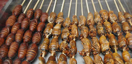Insects as protein replacements