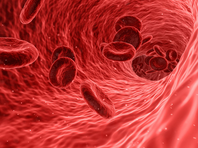 International Vitamin K2 symposium held at the University of Maastricht
