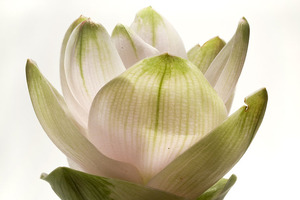 Introducing a smart ally for gut health