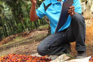 IOI Loders Croklaan and Kerry Group initiate a small-growers support programme