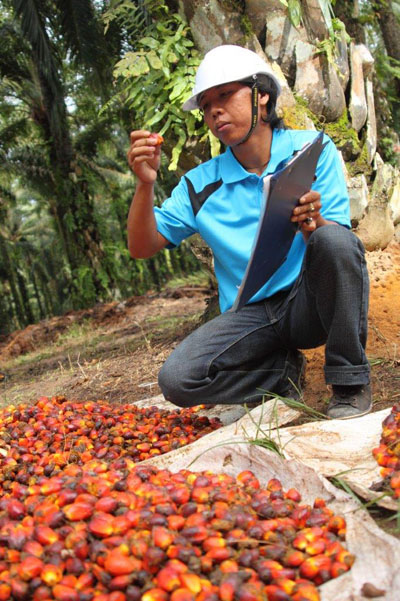 IOI Loders Croklaan and Kerry Group initiate a small-growers support programme