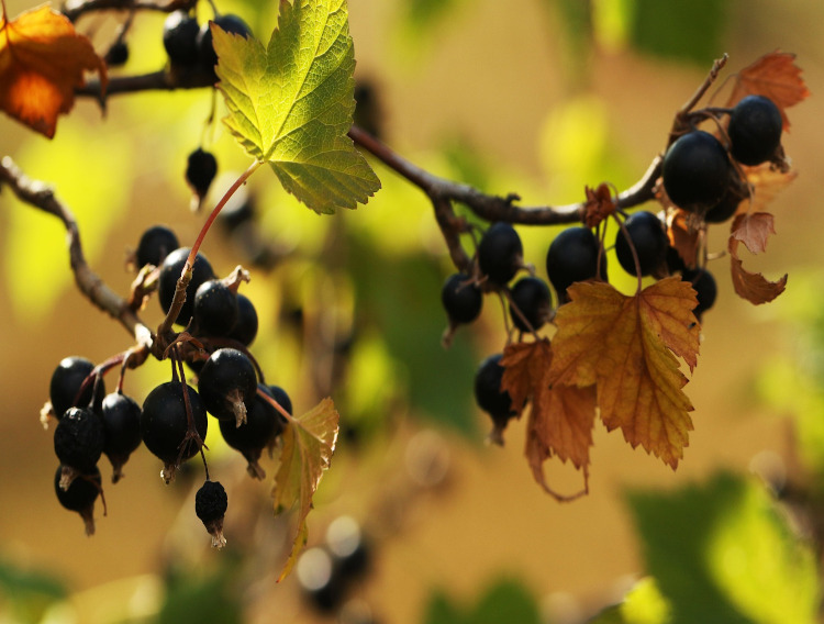 Iprona introduces blackcurrant extract
