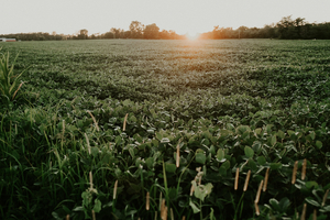 J-Oil Mills enters the global vitamin K2 market
