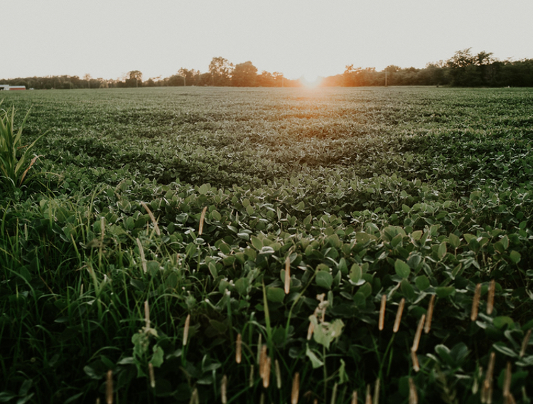 J-Oil Mills enters the global vitamin K2 market