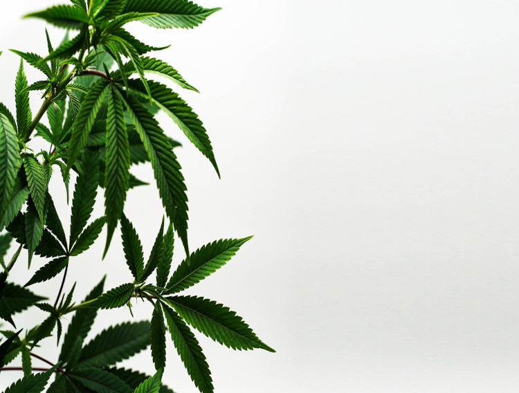 Jordan Process receives Nutrasource certification for CBD extracts