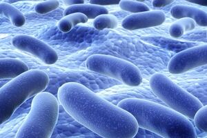Journal published updates to Lactobacillus genus