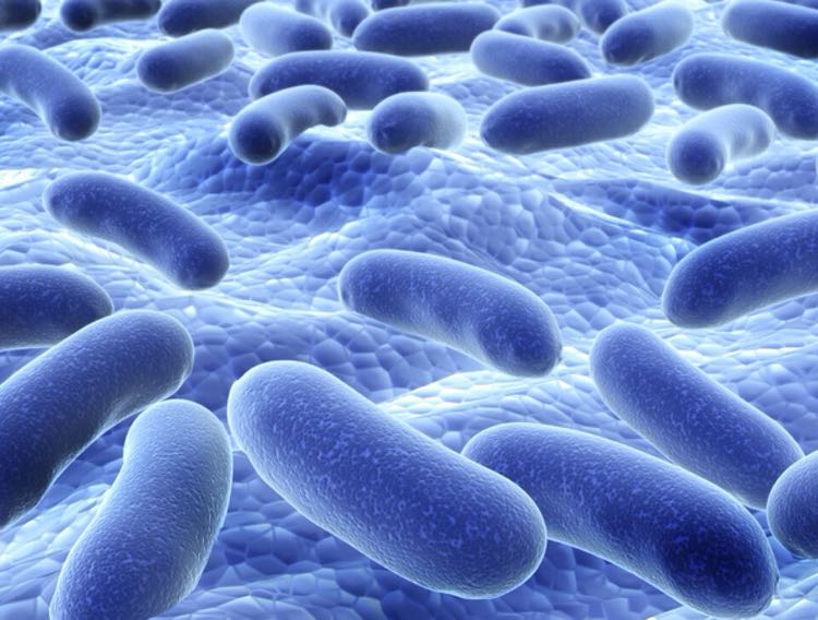 Journal published updates to Lactobacillus genus