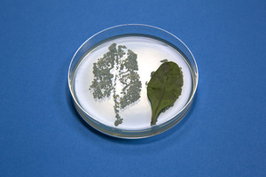 Juices from damaged salad leaves massively stimulate Salmonella growth and salad leaf colonisation, study shows