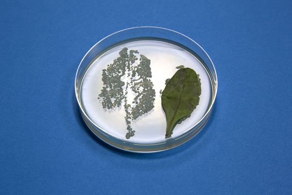 Juices from damaged salad leaves massively stimulate Salmonella growth and salad leaf colonisation, study shows