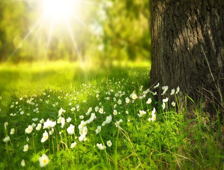 Kappa Bioscience goes climate-positive through Ecologi partnership