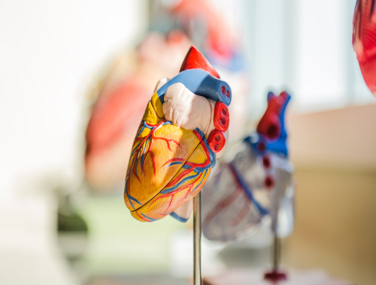 Karallief heart formula significantly reduces total cholesterol