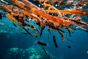 KAS announces $3M funding round to expand astaxanthin production