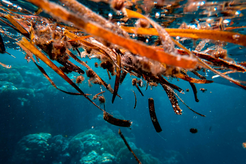 KAS announces $3M funding round to expand astaxanthin production
