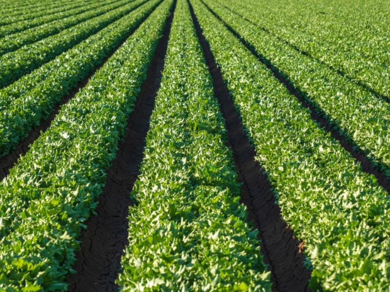 KeHE enters organic farming partnership with Rodale Institute