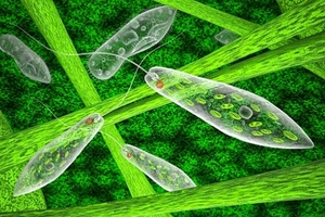 Kemin and Valensa International introduce aglae-sourced beta-glucan ingredients 