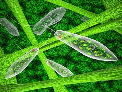 Kemin and Valensa International introduce aglae-sourced beta-glucan ingredients 
