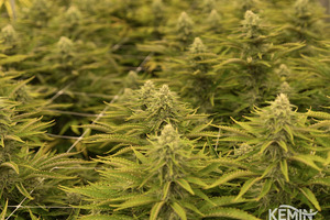 Kemin Industries and CBD Vida launch medical cannabis products for patients in Brazil
