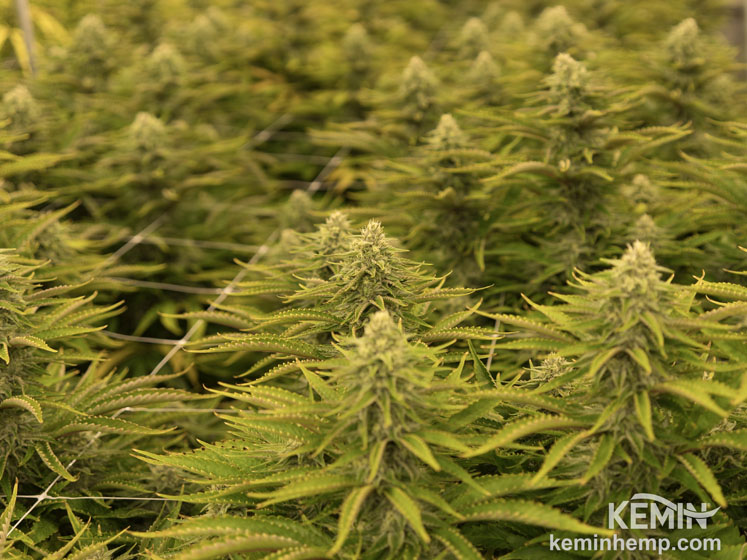 Kemin Industries and CBD Vida launch medical cannabis products for patients in Brazil
