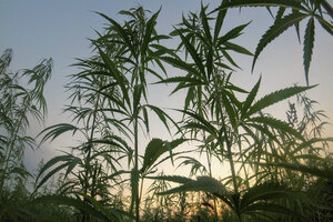 Kemin Industries invests in hemp ingredient supplier