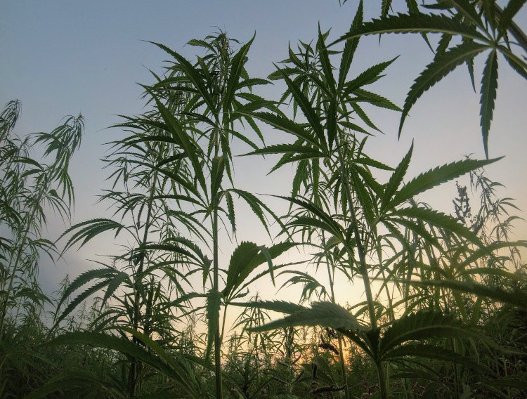Kemin Industries invests in hemp ingredient supplier