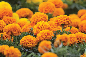 Kemin presents new findings on FloraGLO Lutein in adolescents at ARVO