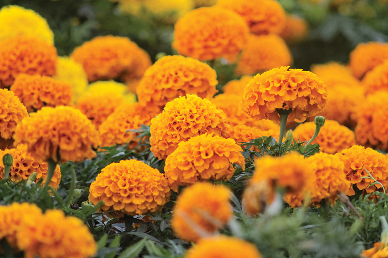 Kemin presents new findings on FloraGLO Lutein in adolescents at ARVO