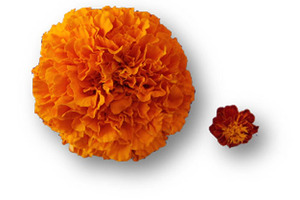  Kemin’s FloraGLO Lutein offers clinically proven efficacy and preferred choice for eye health supplements
