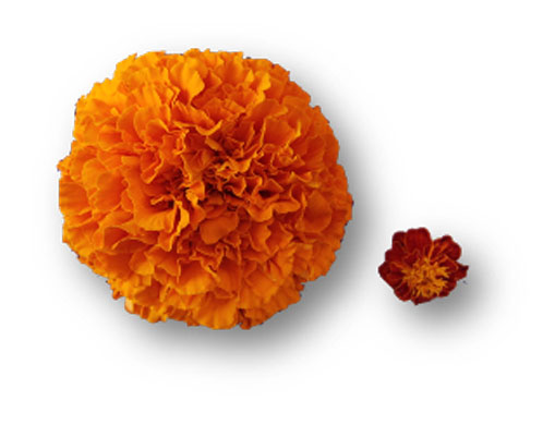  Kemin’s FloraGLO Lutein offers clinically proven efficacy and preferred choice for eye health supplements

