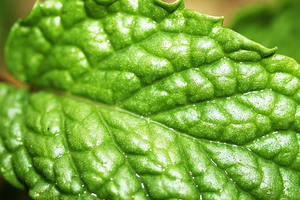 Kemin spearmint extract achieves GRAS status