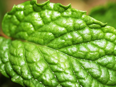 Kemin spearmint extract achieves GRAS status