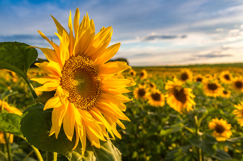 Kensing debuts plant-based vitamin E ingredient, Sun E