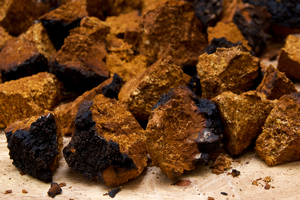 Key functional mushroom suppliers weigh in on chaga classification discourse