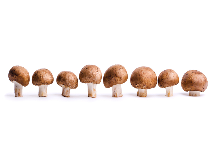 KGK provides regulatory advice for mushroom extract launch 