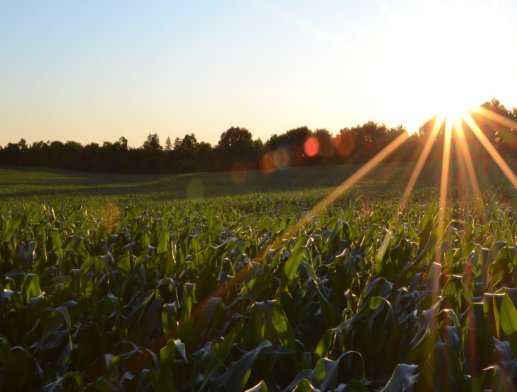 KitoZyme obtains EU approval for plant protection product