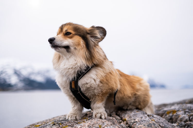 Krill: a natural superfood to support pet health