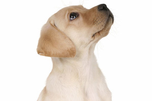 Krill: a sustainable and healthy solution for pet health 