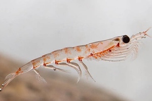 Krill derived ingredients may have health benefits