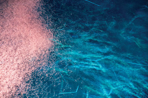 Krill oil: a first choice omega-3 brain supplement 