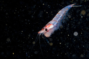 Krill oil supplementation preserves muscle strength and mass during diet-induced weight loss