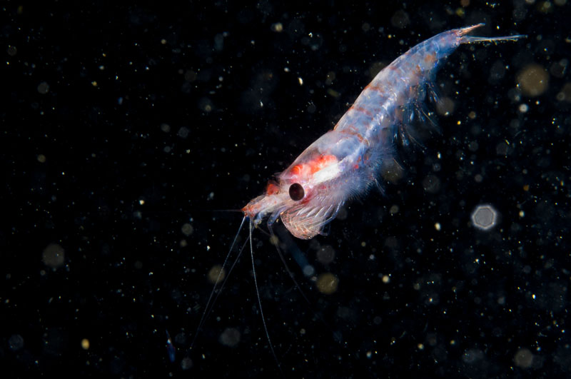 Krill oil supplementation preserves muscle strength and mass during diet-induced weight loss