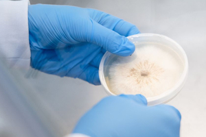 KÄÄPÄ Biotech raises $2.5m to scale medicinal mushroom extract production