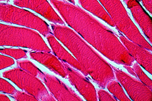 L-citrulline and glutathione support lean muscle mass