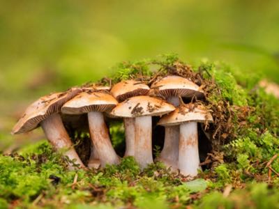 L-ergothioneine launches with first authorised supplier