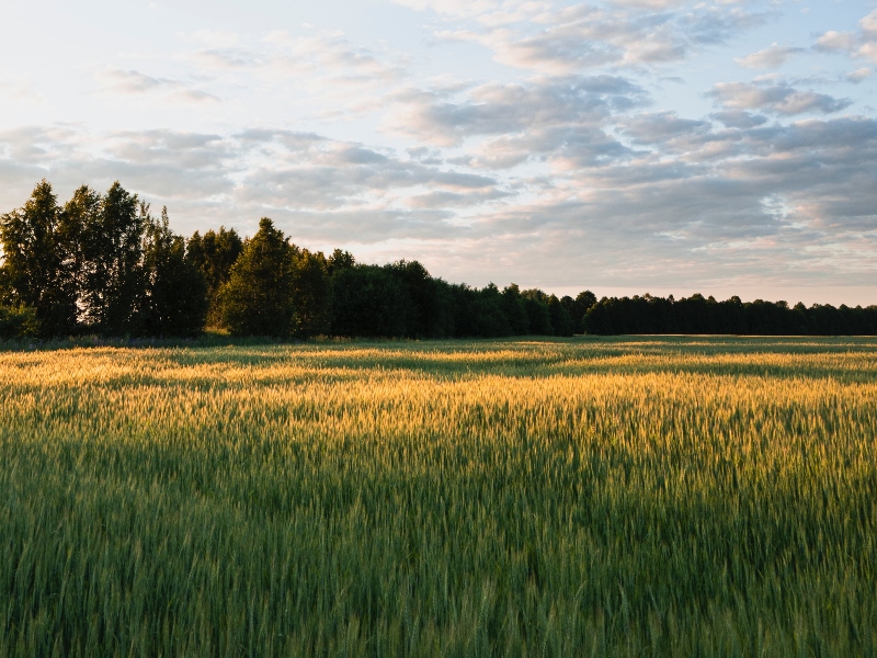 Lantmännen secures $93m for production facility